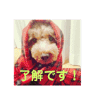 愛犬chudyくん（個別スタンプ：8）