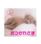 愛犬chudyくん（個別スタンプ：9）