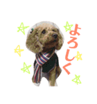 愛犬chudyくん（個別スタンプ：10）
