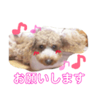 愛犬chudyくん（個別スタンプ：11）
