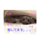 愛犬chudyくん（個別スタンプ：12）