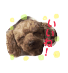 愛犬chudyくん（個別スタンプ：13）