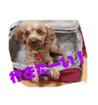 愛犬chudyくん（個別スタンプ：14）