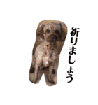 愛犬chudyくん（個別スタンプ：15）