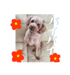 愛犬chudyくん（個別スタンプ：16）