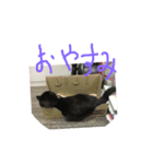ジジとショコラ（個別スタンプ：8）