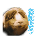可愛いモルモットたち（個別スタンプ：1）
