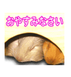 可愛いモルモットたち（個別スタンプ：2）