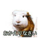 可愛いモルモットたち（個別スタンプ：5）