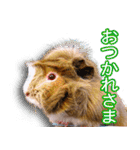 可愛いモルモットたち（個別スタンプ：6）