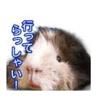可愛いモルモットたち（個別スタンプ：7）
