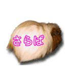 可愛いモルモットたち（個別スタンプ：10）