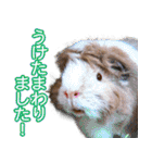 可愛いモルモットたち（個別スタンプ：11）