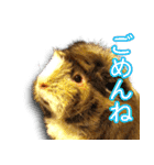 可愛いモルモットたち（個別スタンプ：12）