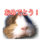 可愛いモルモットたち（個別スタンプ：13）