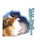 可愛いモルモットたち（個別スタンプ：15）