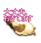 可愛いモルモットたち（個別スタンプ：18）