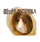 可愛いモルモットたち（個別スタンプ：20）