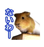 可愛いモルモットたち（個別スタンプ：21）