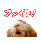可愛いモルモットたち（個別スタンプ：23）