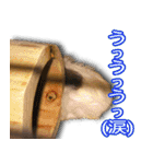 可愛いモルモットたち（個別スタンプ：26）