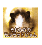 可愛いモルモットたち（個別スタンプ：27）