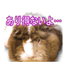 可愛いモルモットたち（個別スタンプ：30）