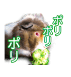 可愛いモルモットたち（個別スタンプ：33）