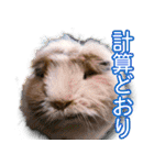 可愛いモルモットたち（個別スタンプ：34）