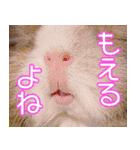 可愛いモルモットたち（個別スタンプ：36）