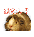 可愛いモルモットたち（個別スタンプ：38）