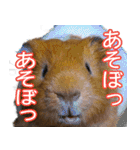 可愛いモルモットたち（個別スタンプ：39）