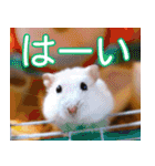 可愛いモルモットたち（個別スタンプ：40）
