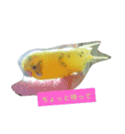 インコノ助（個別スタンプ：1）
