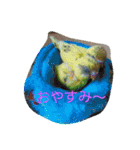 インコノ助（個別スタンプ：4）