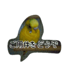 インコノ助（個別スタンプ：6）