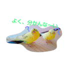 インコノ助（個別スタンプ：8）