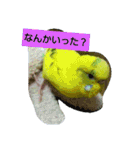 インコノ助（個別スタンプ：9）