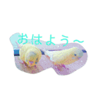 インコノ助（個別スタンプ：12）