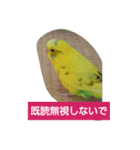 インコノ助（個別スタンプ：15）