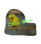 インコノ助（個別スタンプ：17）