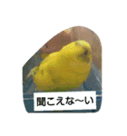 インコノ助（個別スタンプ：20）