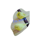 インコノ助（個別スタンプ：21）