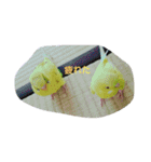 インコノ助（個別スタンプ：24）
