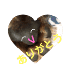 あいの肉球（個別スタンプ：5）