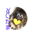 あいの肉球（個別スタンプ：7）