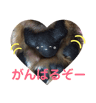 あいの肉球（個別スタンプ：15）