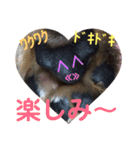 あいの肉球（個別スタンプ：16）