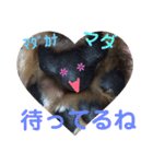 あいの肉球（個別スタンプ：35）