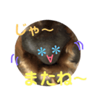 あいの肉球（個別スタンプ：36）
